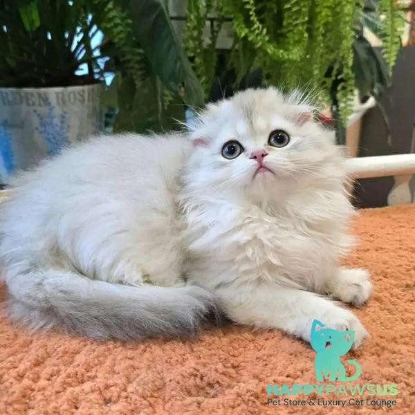 Diamond Scottish Fold male black golden shaded - live animals