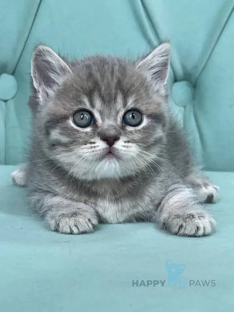 Diamond Scottish Straight male blue ticked tabby live animals