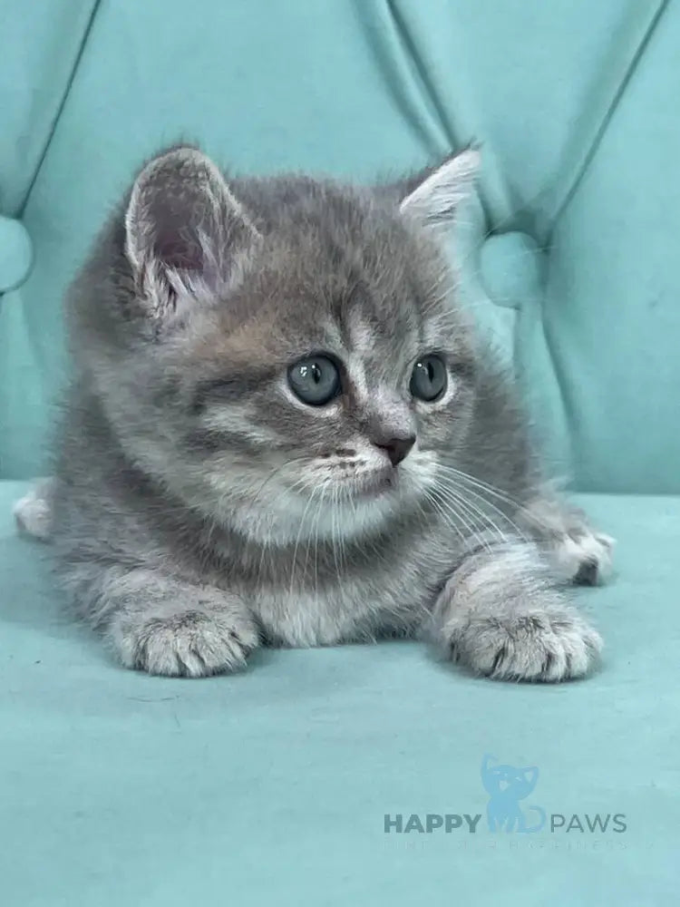 Diamond Scottish Straight male blue ticked tabby live animals