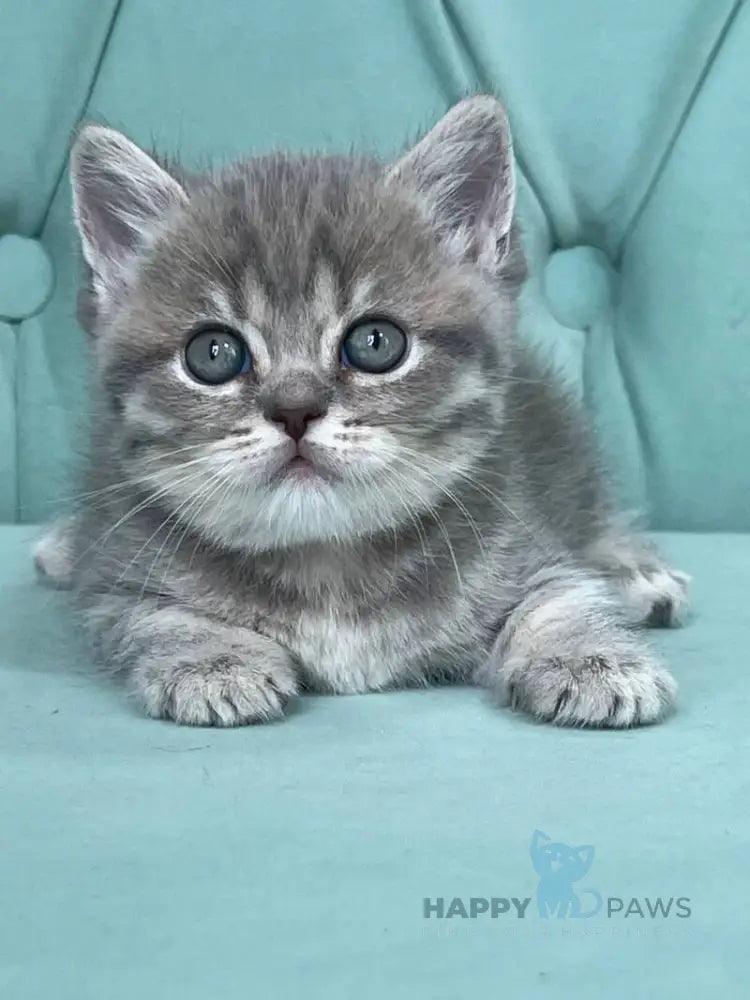 Diamond Scottish Straight male blue ticked tabby live animals