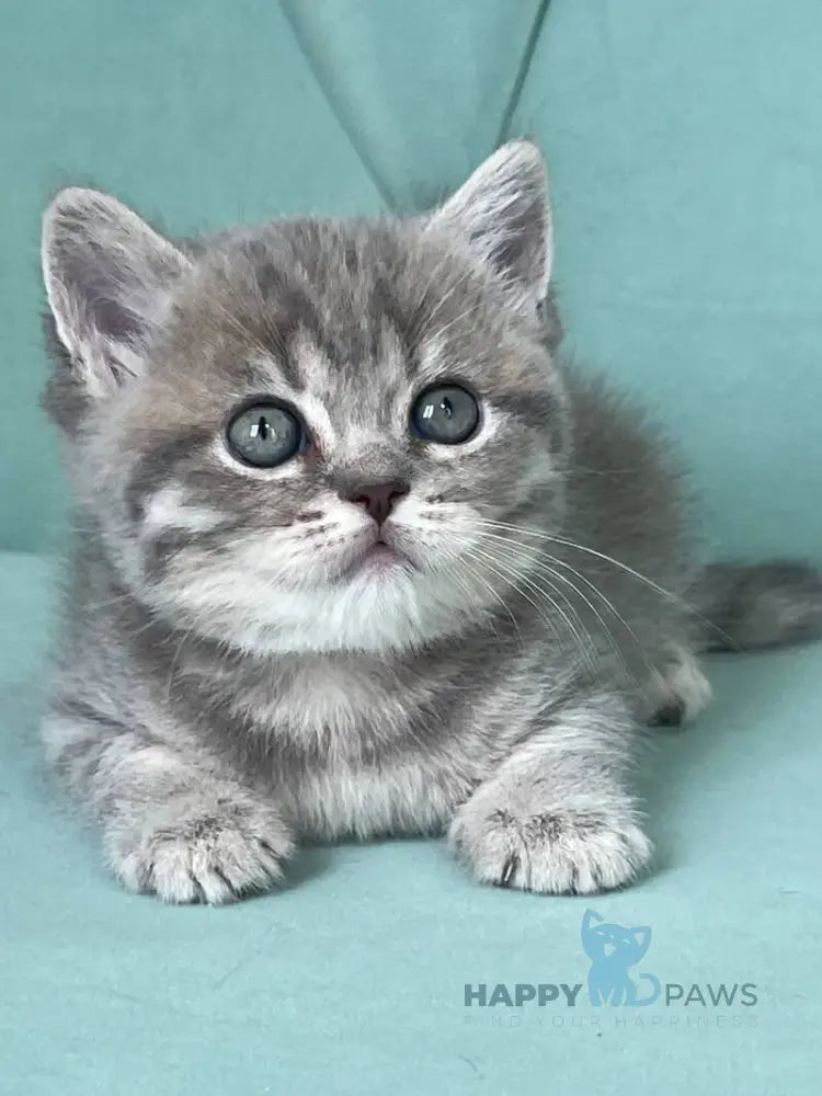 Diamond Scottish Straight male blue ticked tabby live animals