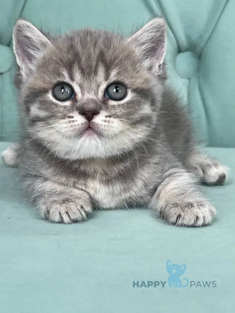 Diamond Scottish Straight male blue ticked tabby live animals