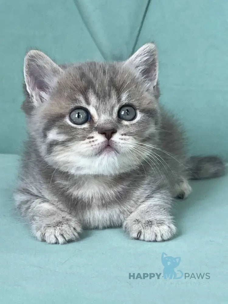 Diamond Scottish Straight male blue ticked tabby live animals