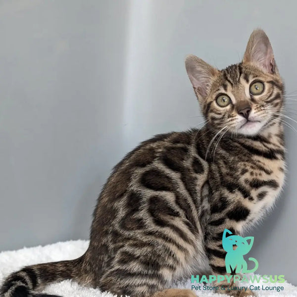 Diana Bengal female black spotted tabby - live animals