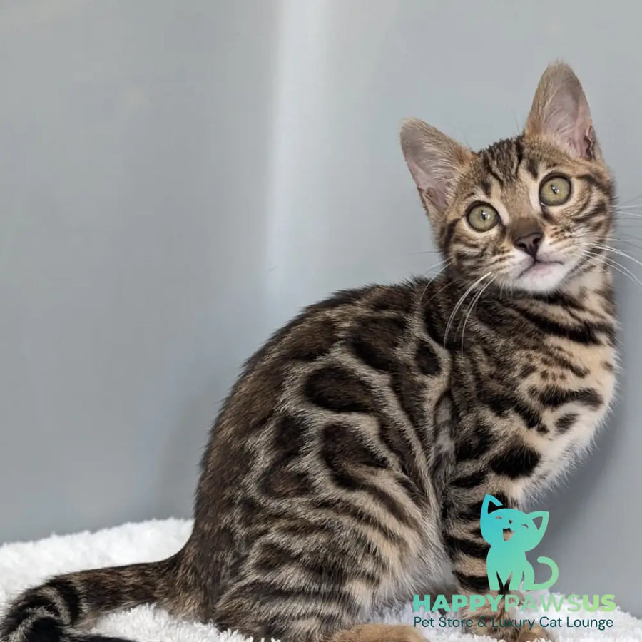 Diana Bengal female black spotted tabby - live animals