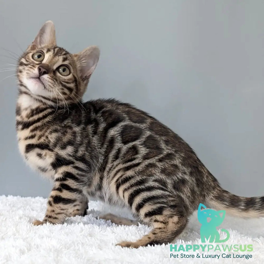 Diana Bengal female black spotted tabby - live animals
