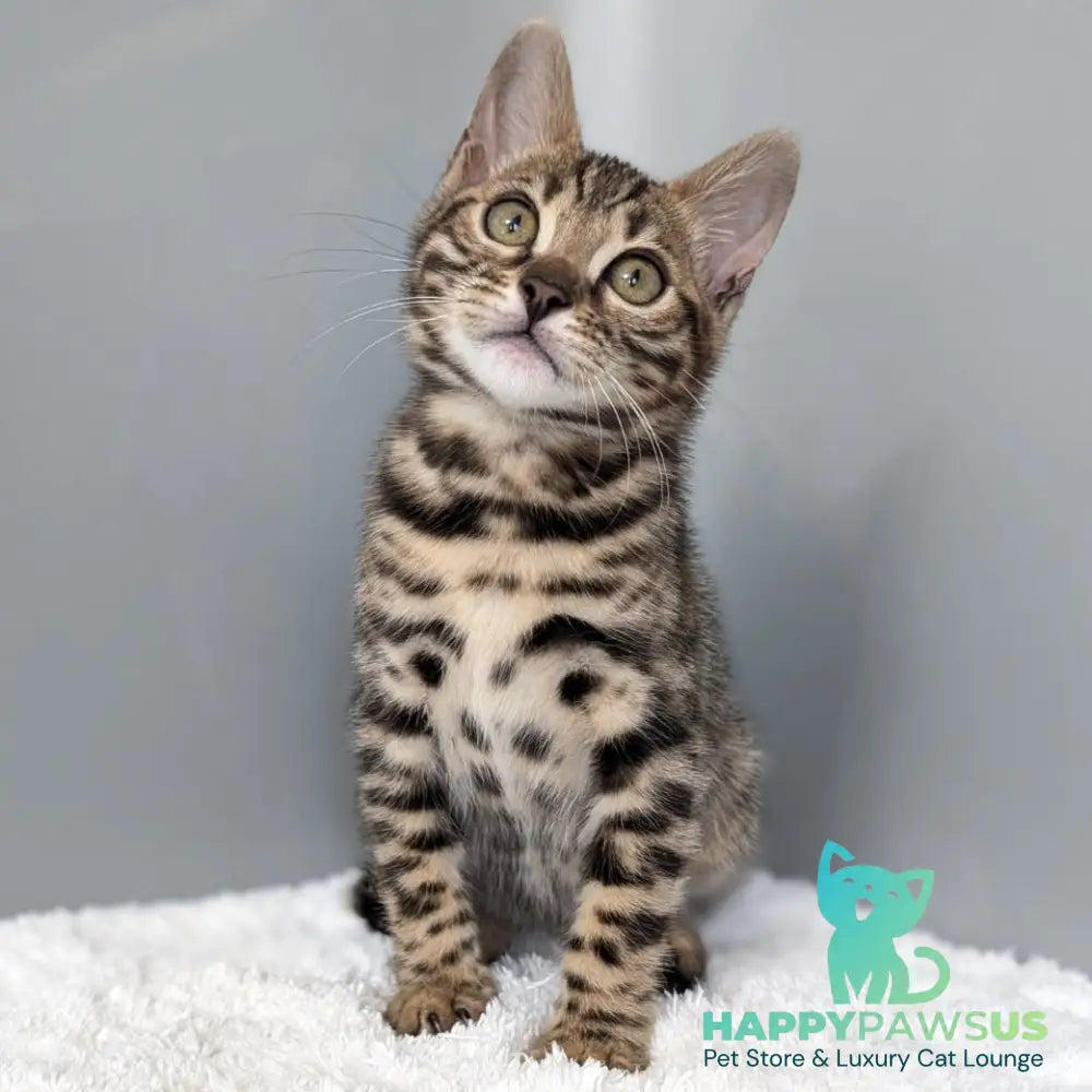 Diana Bengal female black spotted tabby - live animals