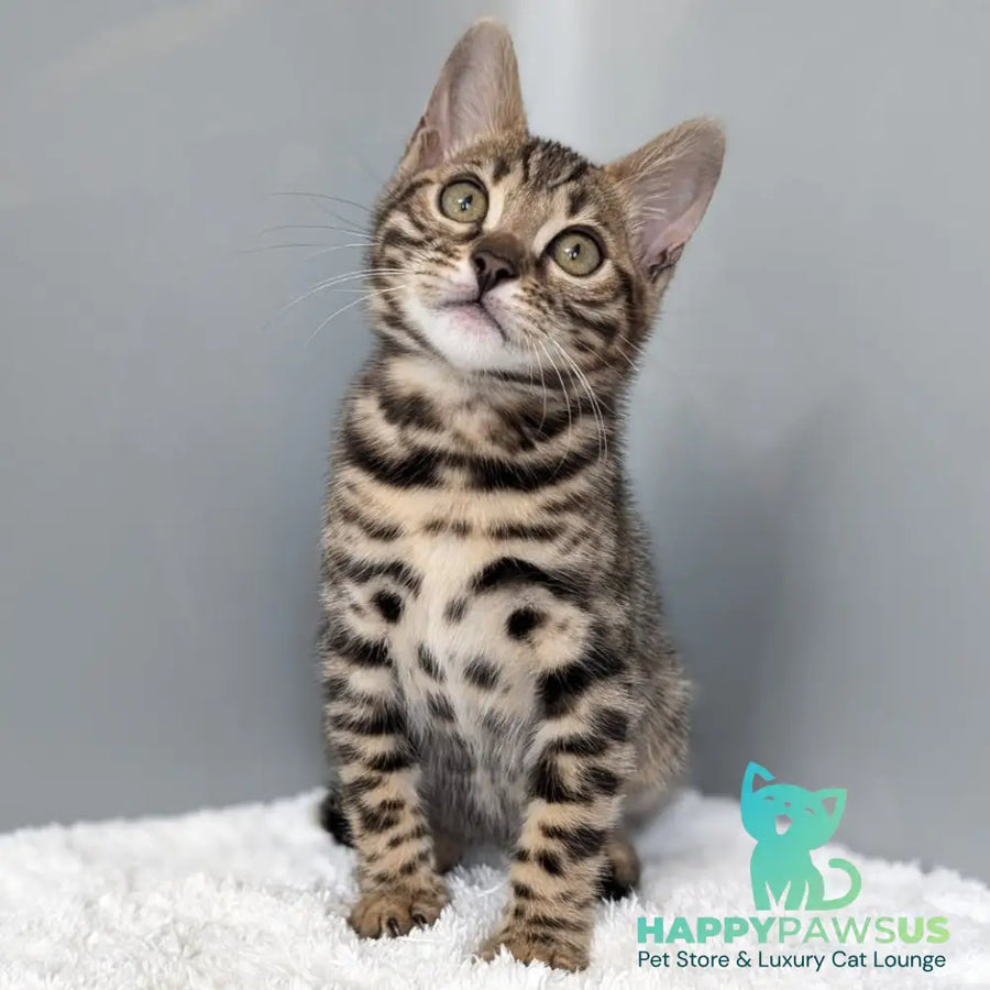 Diana Bengal female black spotted tabby - live animals