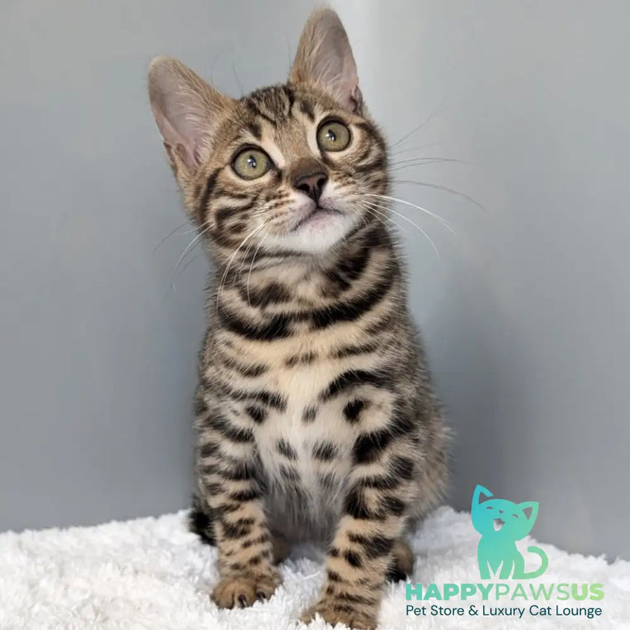 Diana Bengal female black spotted tabby - live animals