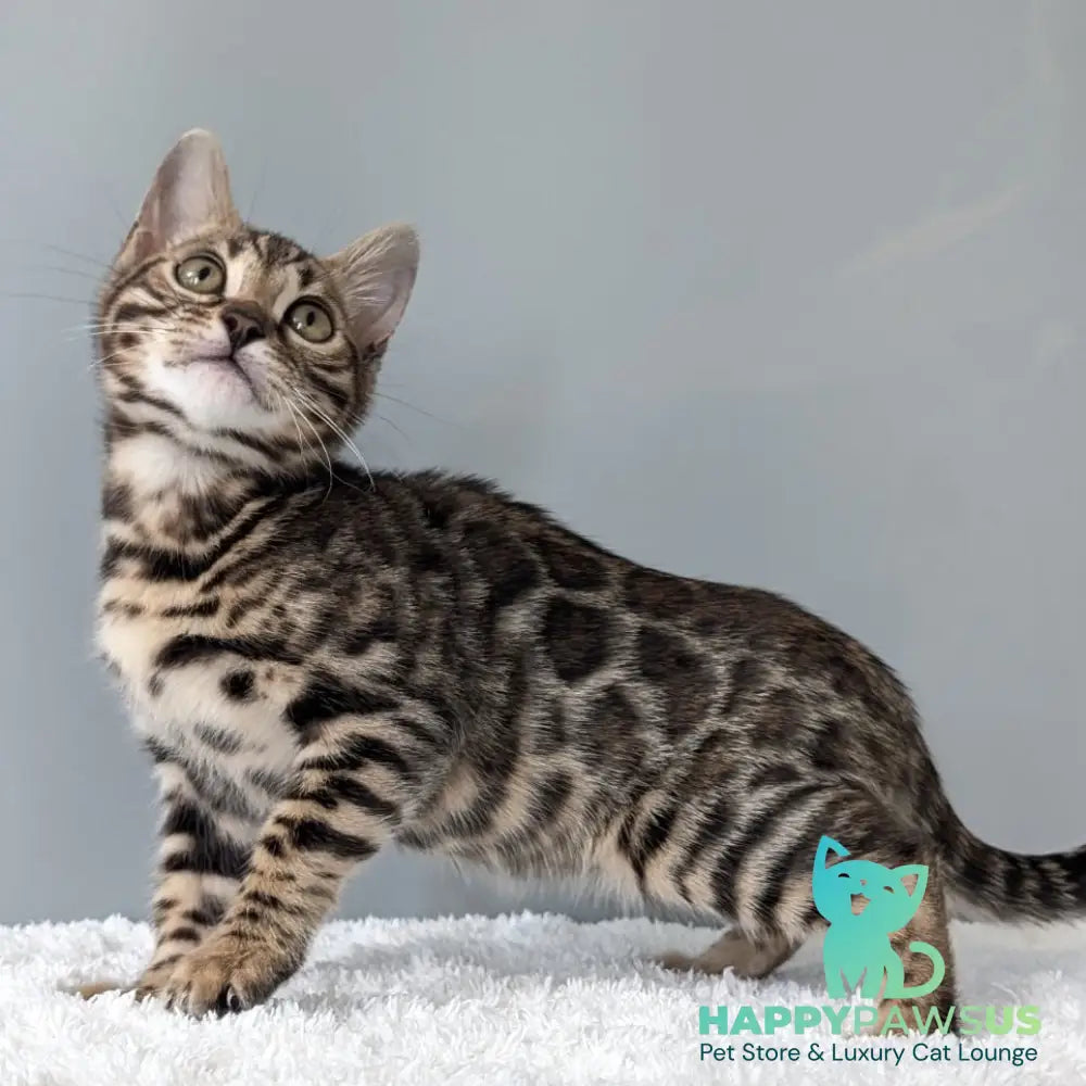 Diana Bengal female black spotted tabby - live animals