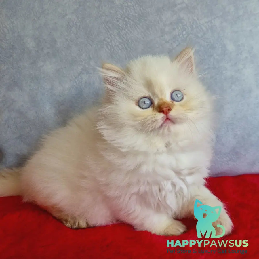 Diana British Longhair female chocolate golden shaded pointed - live animals