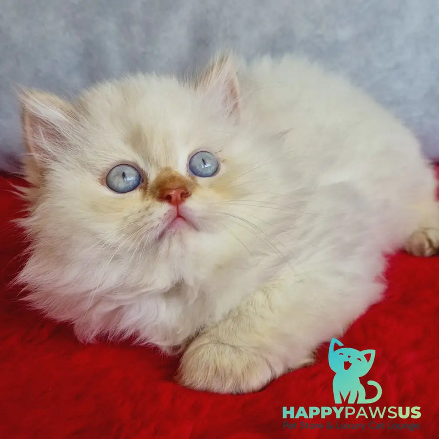 Diana British Longhair female chocolate golden shaded pointed - live animals