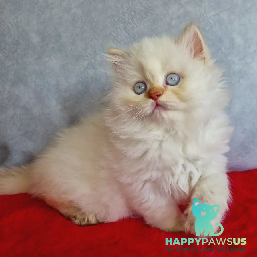 Diana British Longhair female chocolate golden shaded pointed - live animals