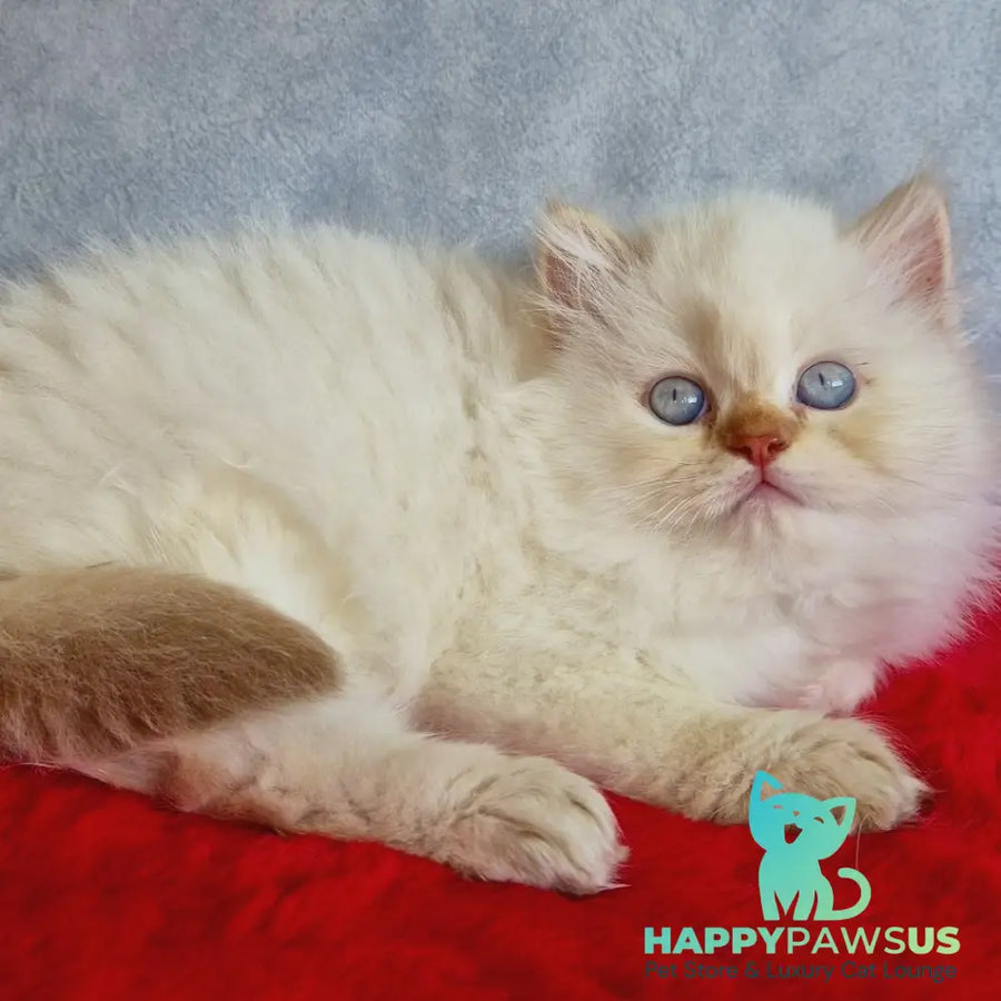 Diana British Longhair female chocolate golden shaded pointed - live animals