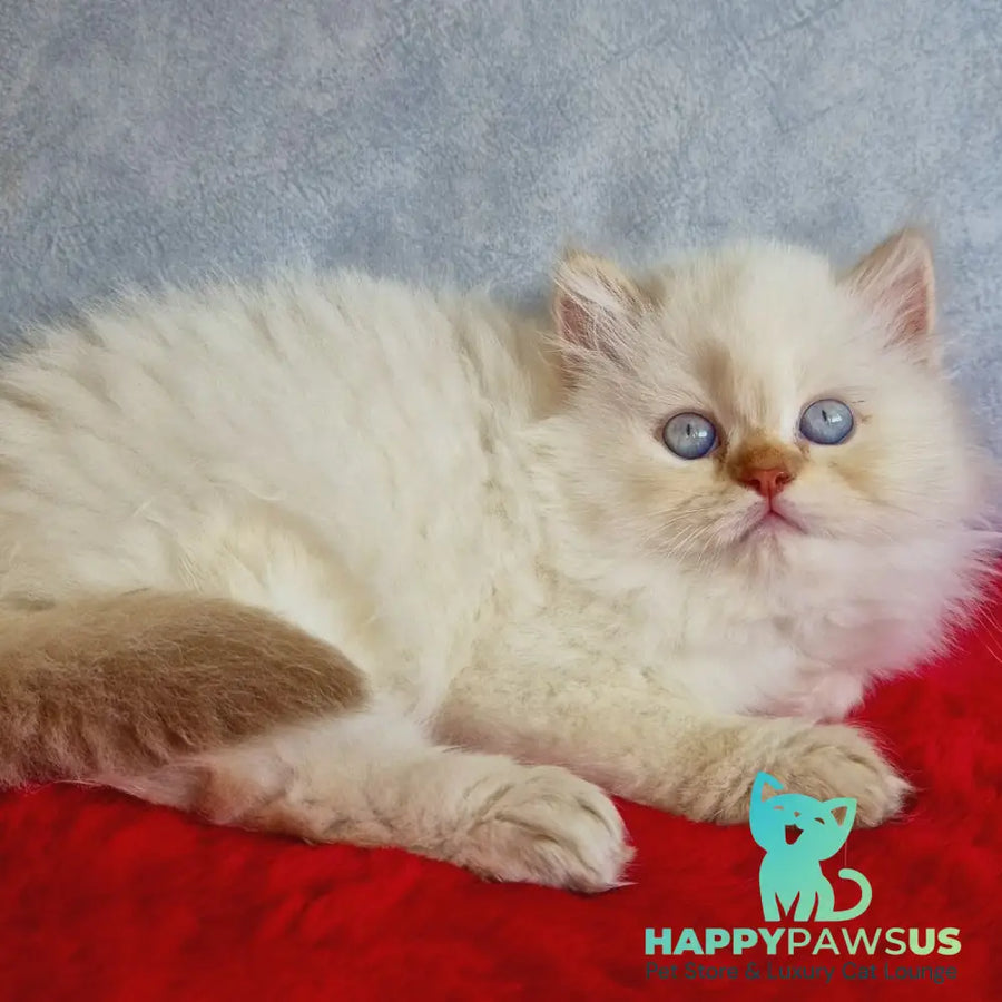 Diana British Longhair female chocolate golden shaded pointed - live animals