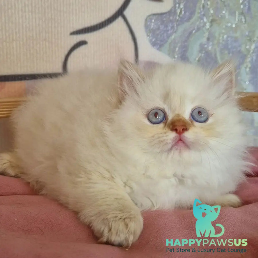 Diana British Longhair female chocolate golden shaded pointed - live animals