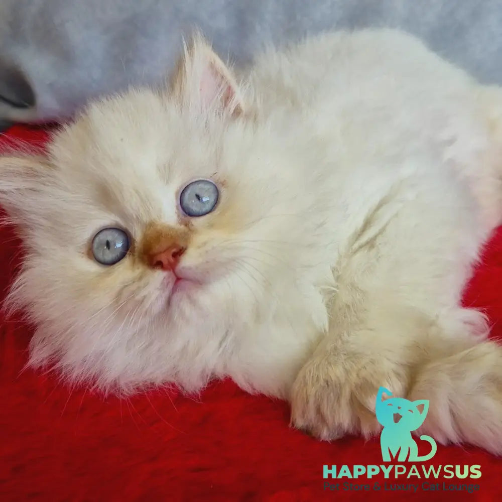 Diana British Longhair female chocolate golden shaded pointed - live animals