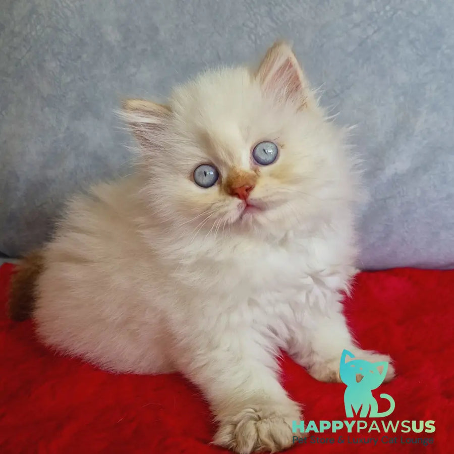Diana British Longhair female chocolate golden shaded pointed - live animals