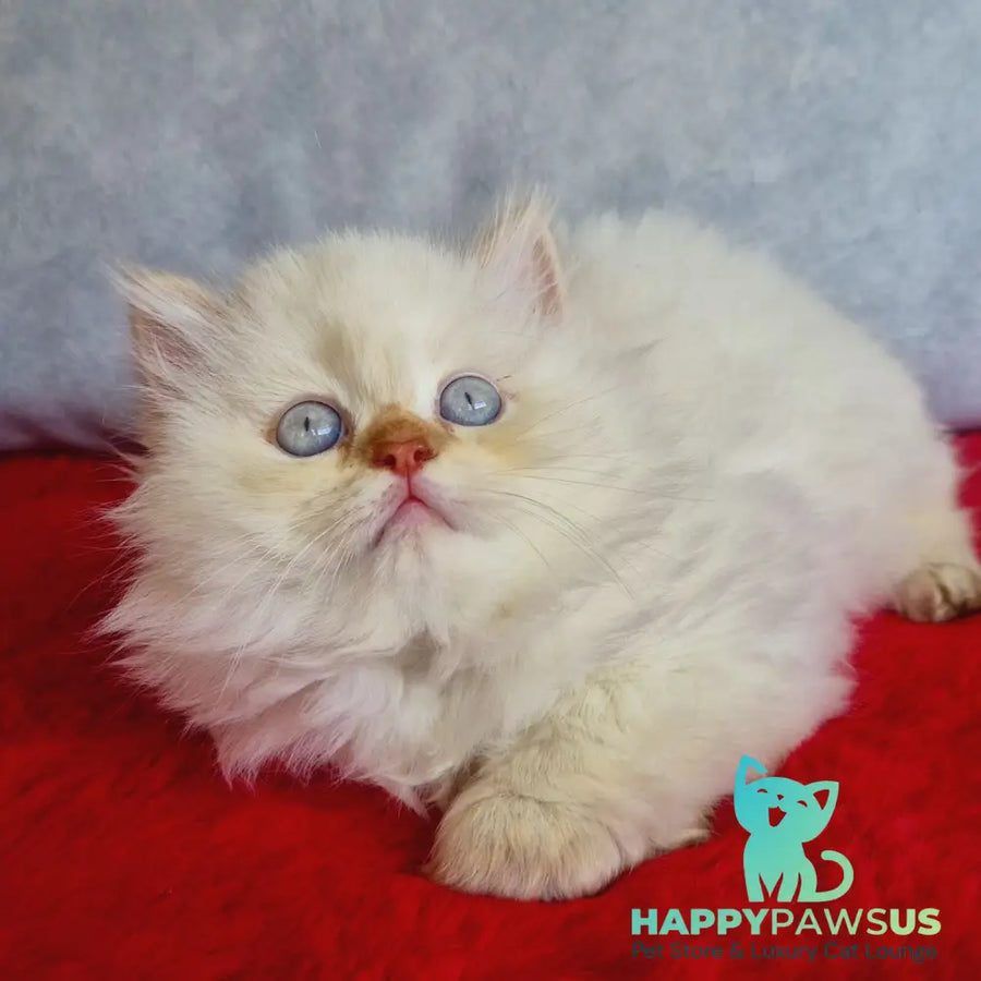 Diana British Longhair female chocolate golden shaded pointed - live animals