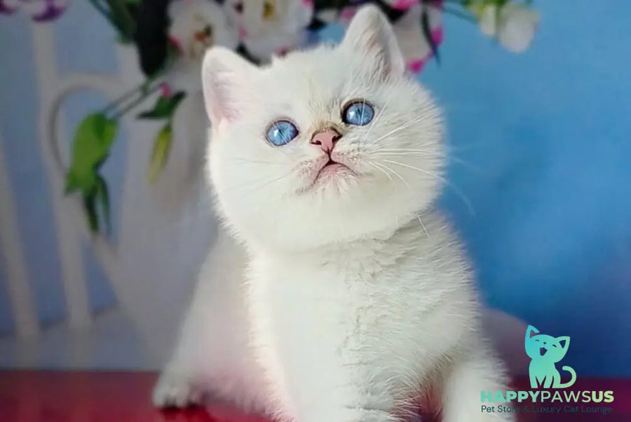 Diana British Shorthair female black golden shaded pointed - live animals