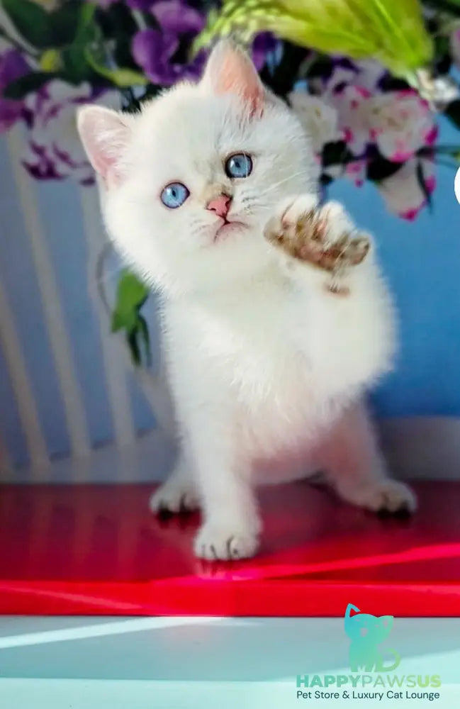 Diana British Shorthair female black golden shaded pointed - live animals
