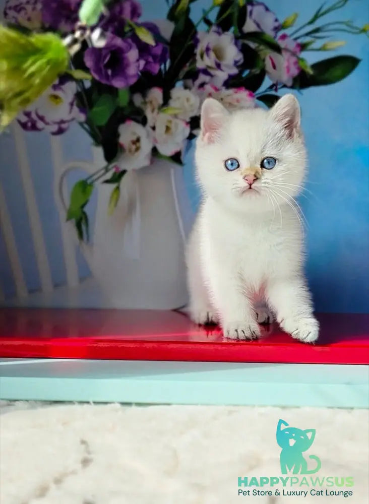 Diana British Shorthair female black golden shaded pointed - live animals