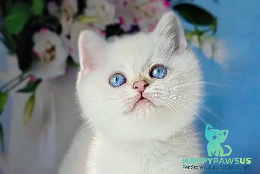 Diana British Shorthair female black golden shaded pointed - live animals