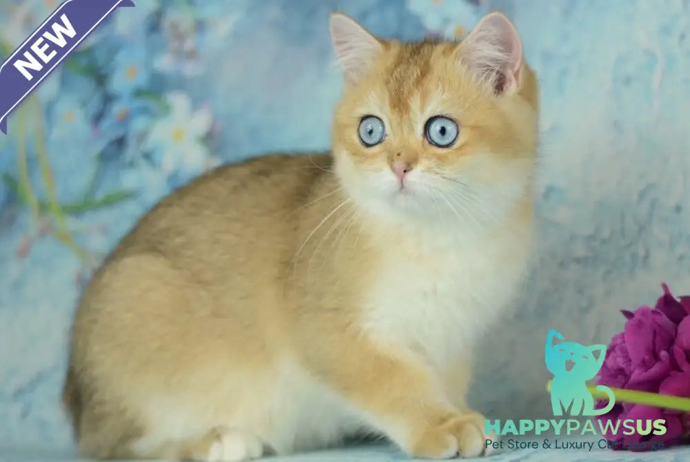 Diana British Shorthair female black golden shaded with white - live animals