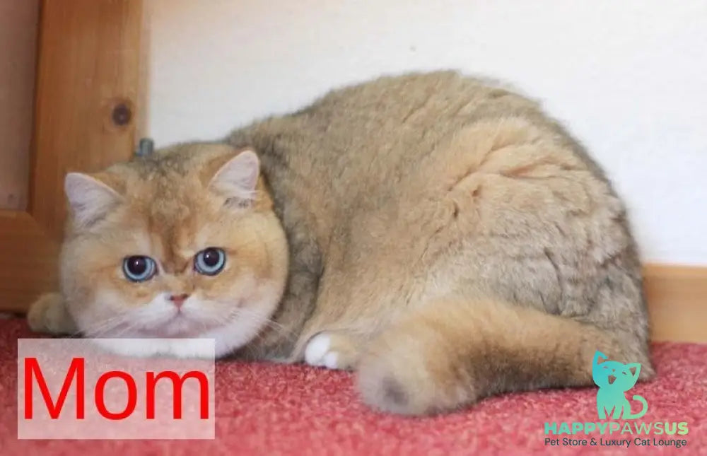 Diana British Shorthair female black golden shaded with white - live animals