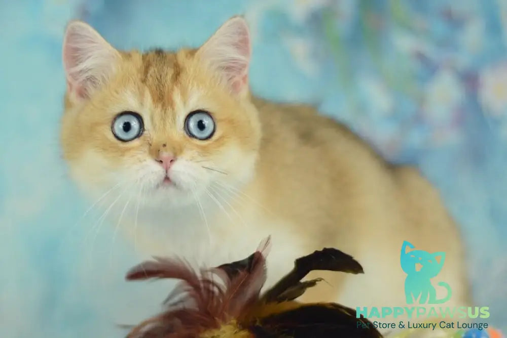 Diana British Shorthair female black golden shaded with white - live animals