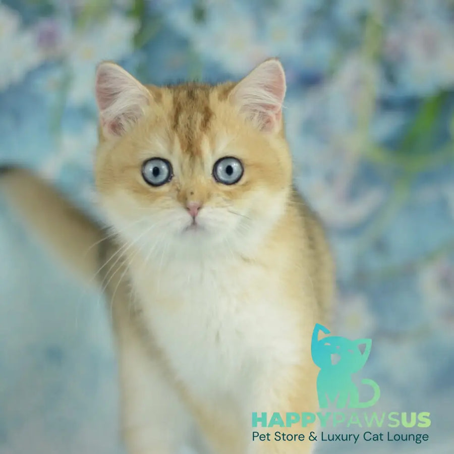 Diana British Shorthair female black golden shaded with white - live animals