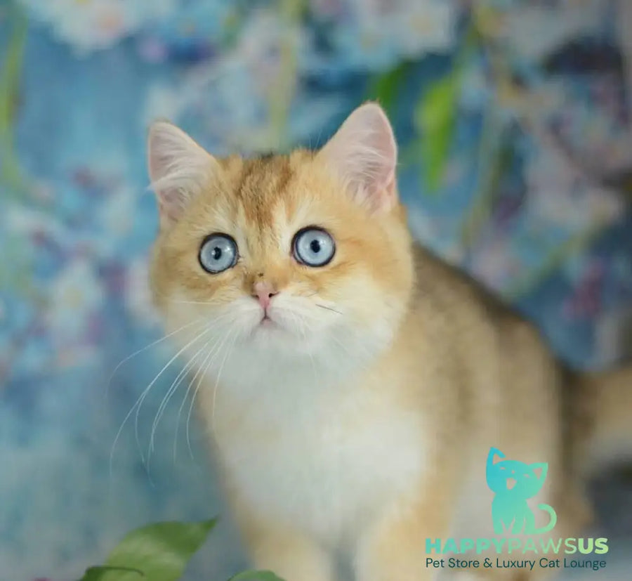 Diana British Shorthair female black golden shaded with white - live animals