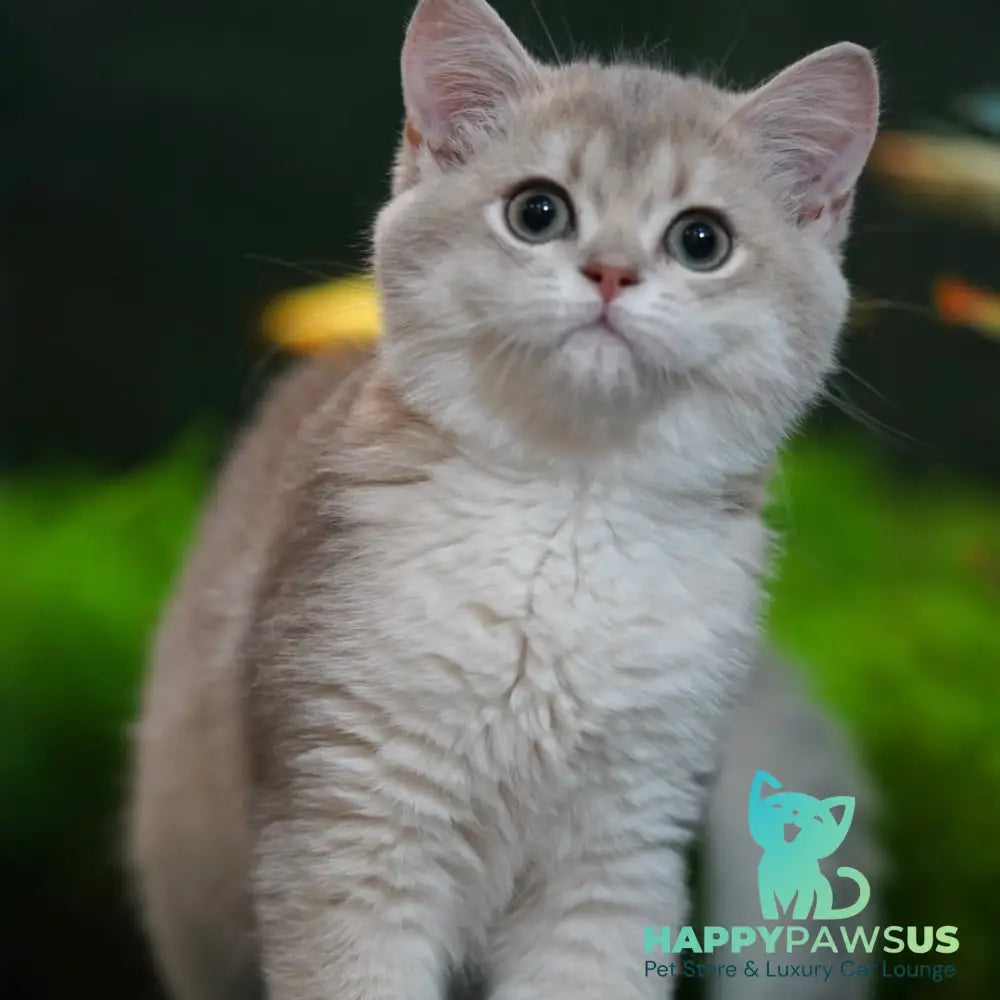 Diana British Shorthair female blue golden shaded - live animals