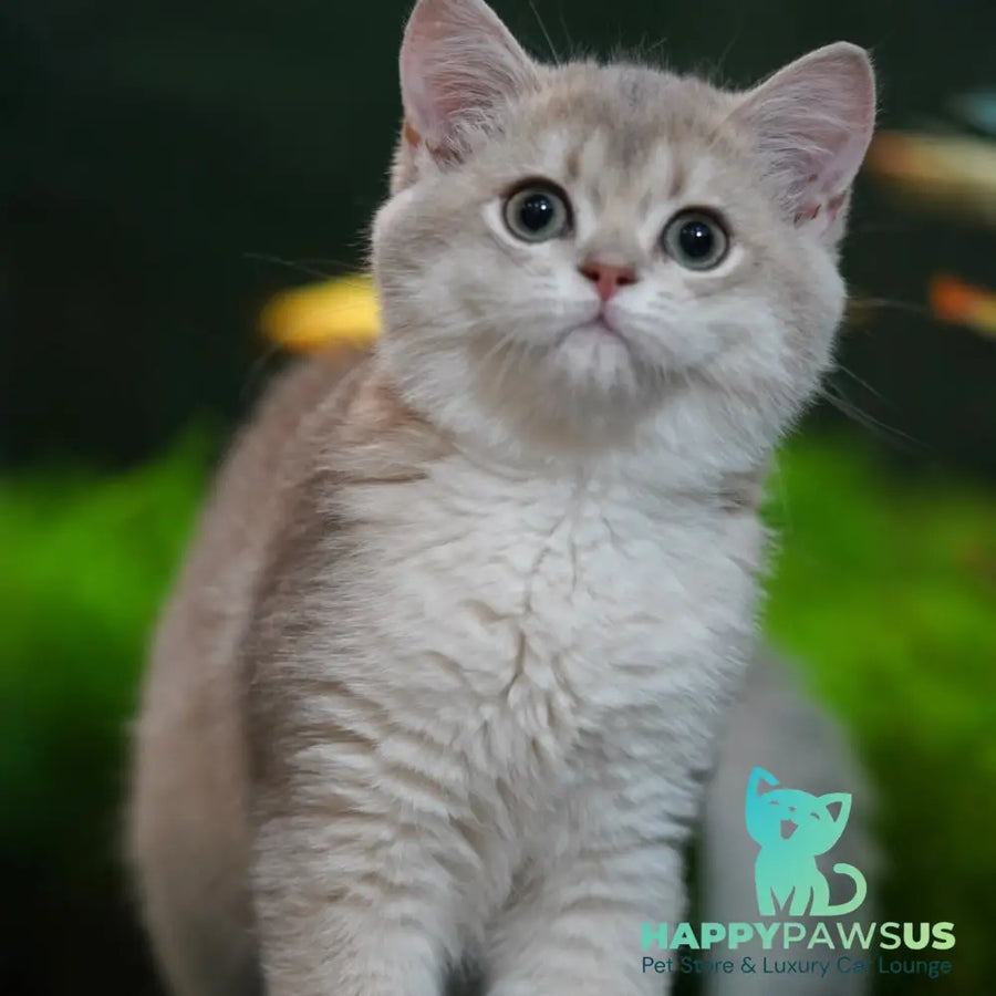 Diana British Shorthair female blue golden shaded - live animals