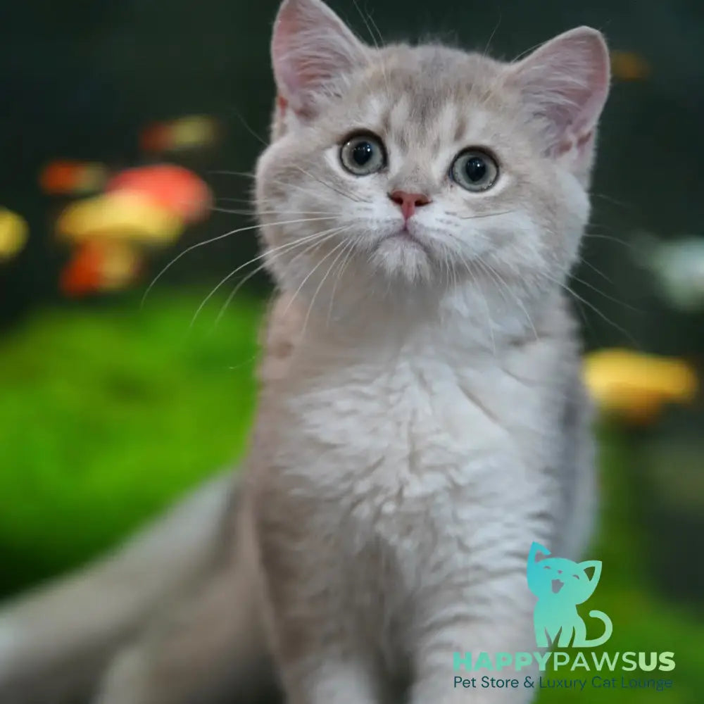 Diana British Shorthair female blue golden shaded - live animals