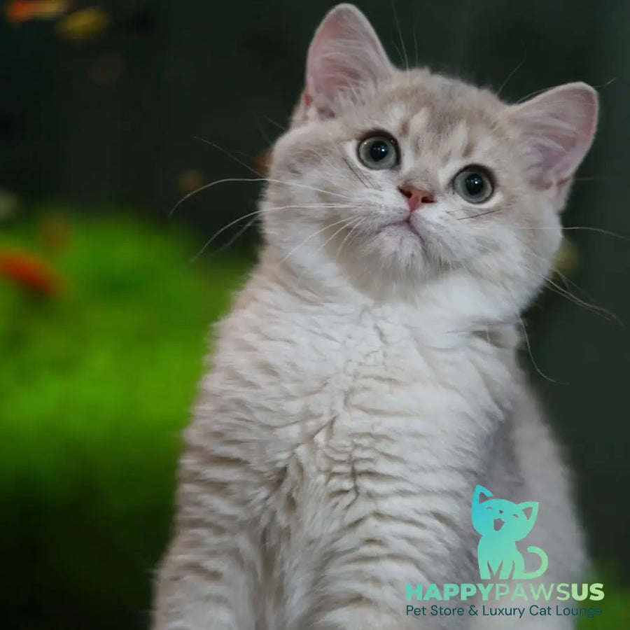 Diana British Shorthair female blue golden shaded - live animals