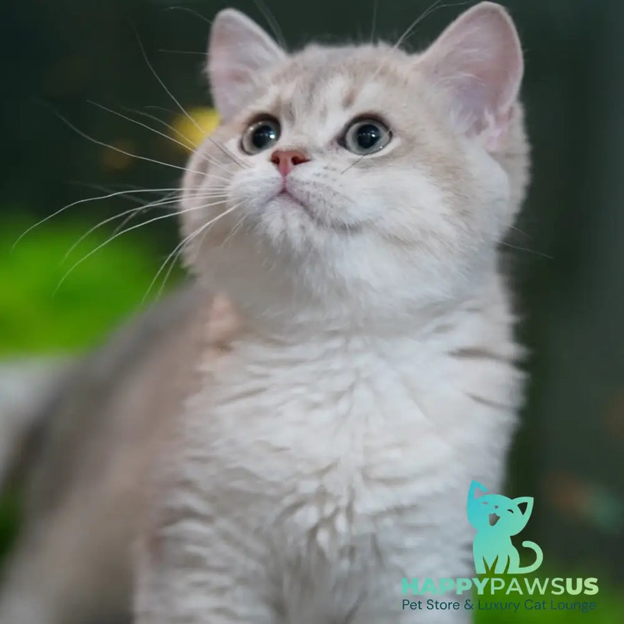 Diana British Shorthair female blue golden shaded - live animals