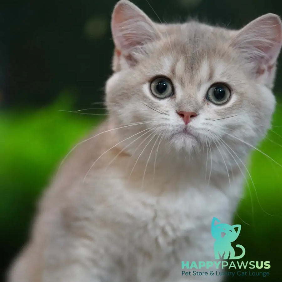 Diana British Shorthair female blue golden shaded - live animals
