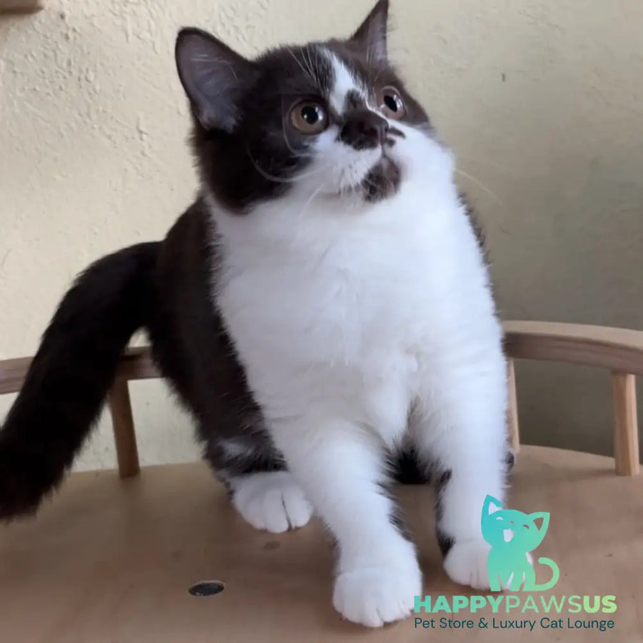 Diana British Shorthair female chocolate bicolour - live animals