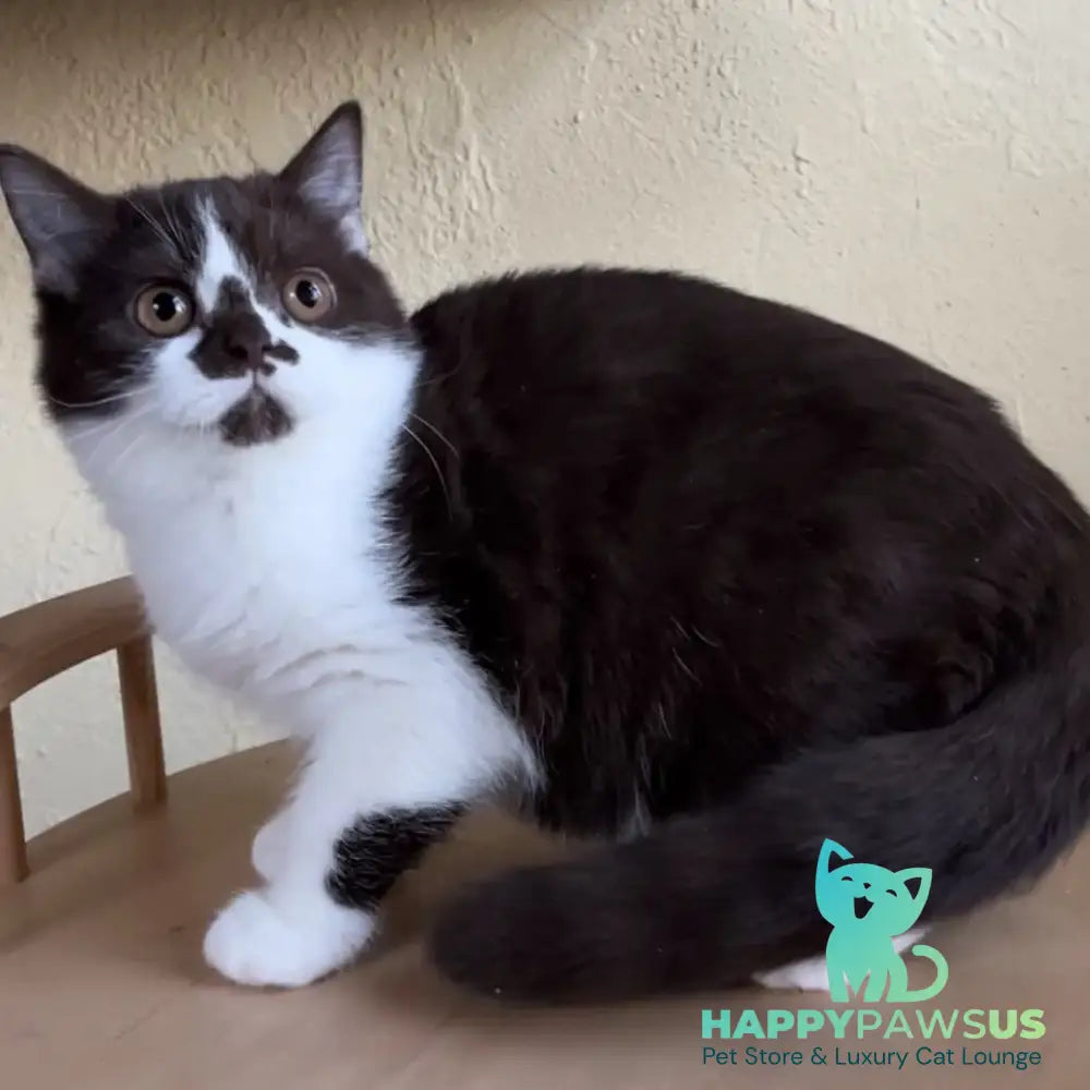 Diana British Shorthair female chocolate bicolour - live animals