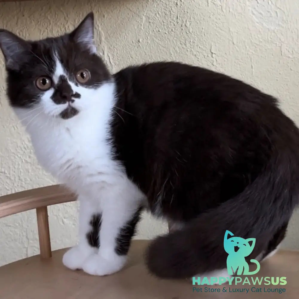 Diana British Shorthair female chocolate bicolour - live animals