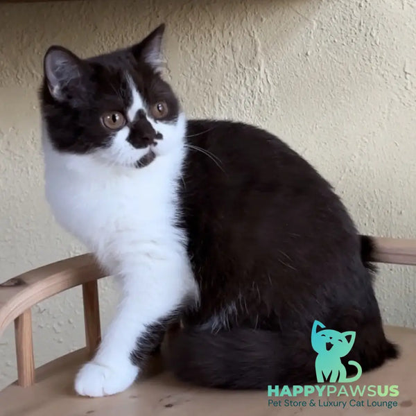 Diana British Shorthair female chocolate bicolour - live animals