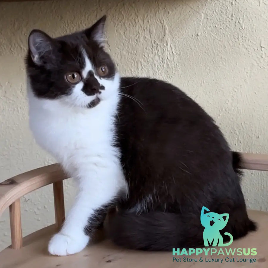 Diana British Shorthair female chocolate bicolour - live animals