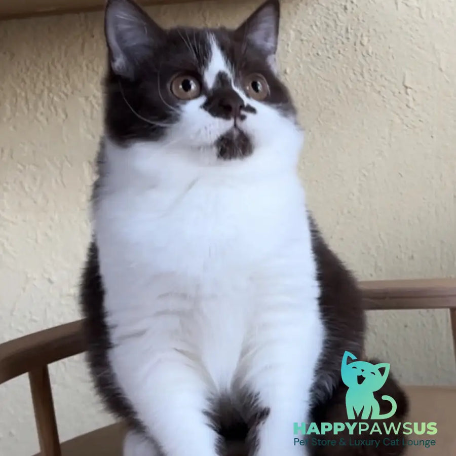 Diana British Shorthair female chocolate bicolour - live animals