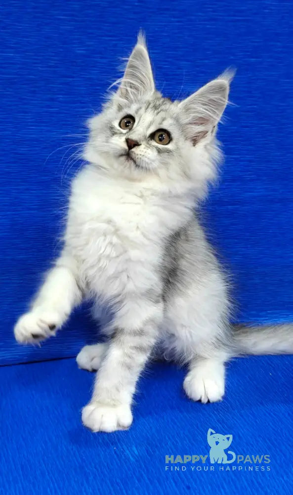 Diana Maine Coon female black silver spotted tabby live animals