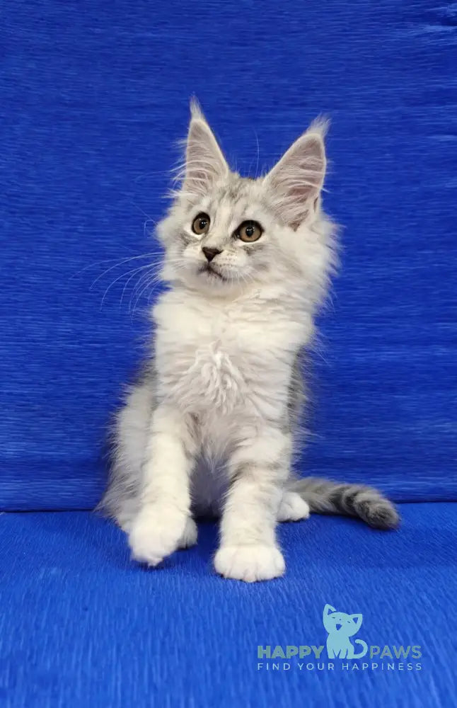 Diana Maine Coon female black silver spotted tabby live animals