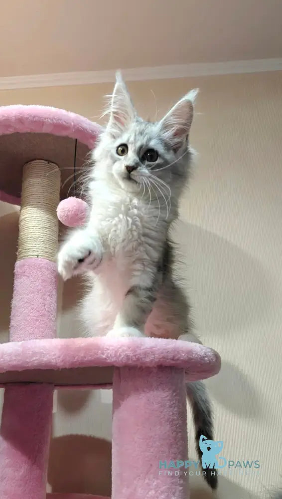 Diana Maine Coon female black silver spotted tabby live animals