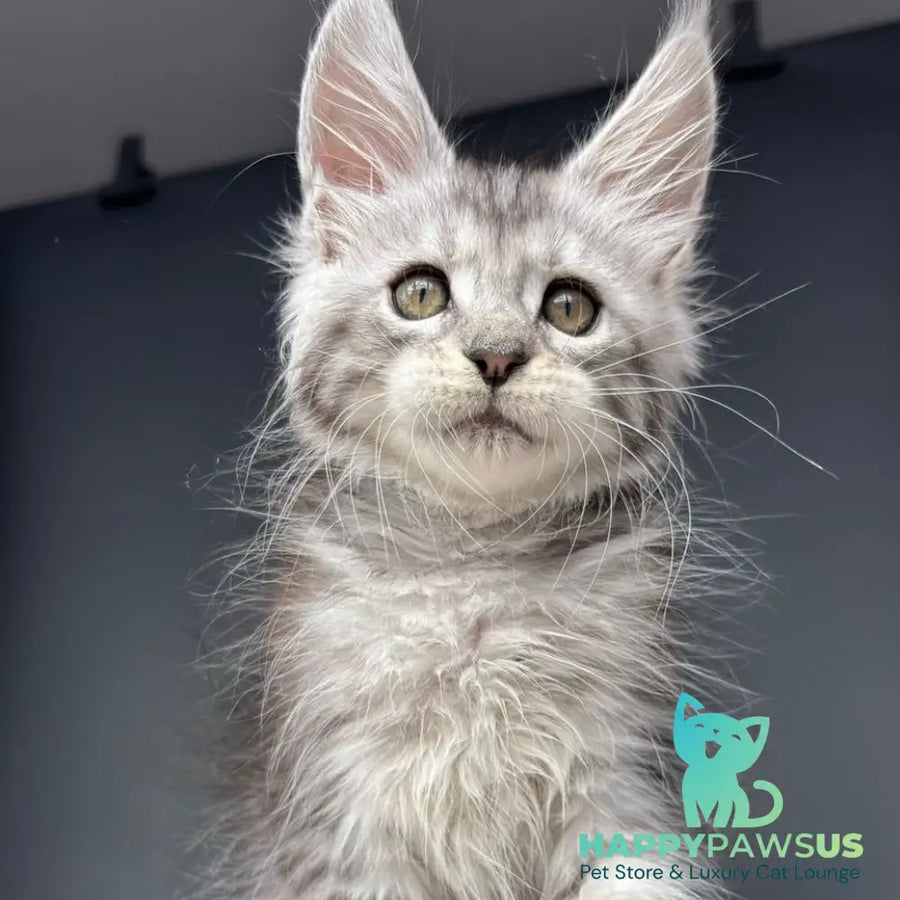 Diana Maine Coon female black silver spotted tabby - live animals