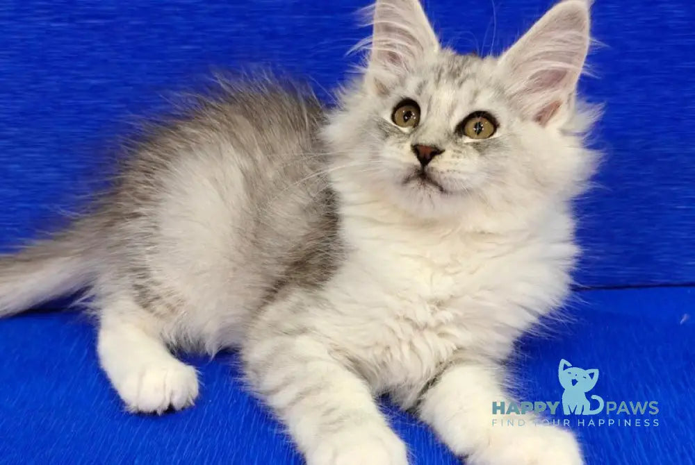 Diana Maine Coon female black silver spotted tabby live animals