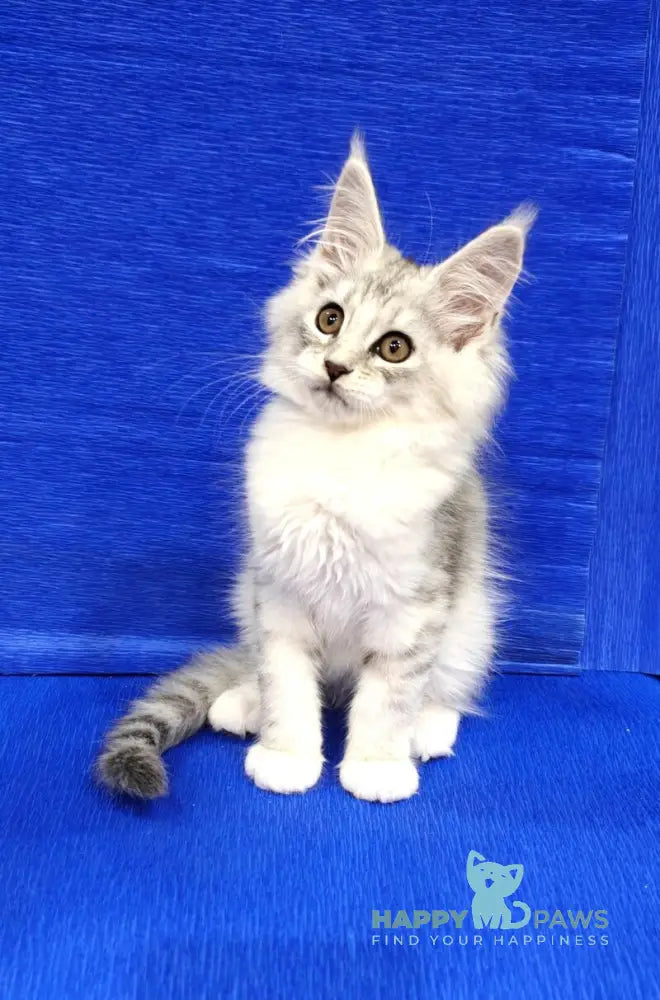 Diana Maine Coon female black silver spotted tabby live animals